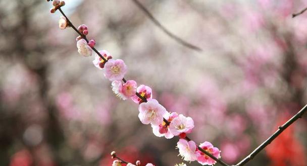 梅花的花语与象征意义（探寻梅花的美丽内涵）