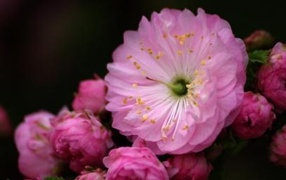 梅花之美（梅花的神秘之处与文化内涵）