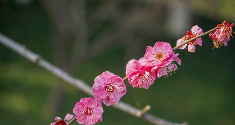 梅花花语（不畏严寒）