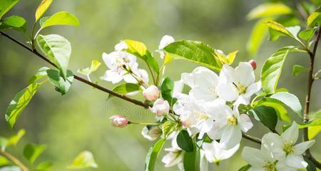 苹果花的象征意义及其文化价值（探索苹果花的寓意与美学）