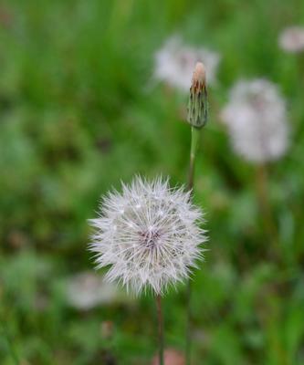 蒲公英花的象征意义和传统寓意（探寻蒲公英花的多重象征与意义）