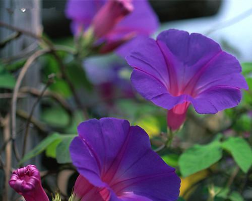 牵牛花的寓意及象征意义（探究牵牛花的文化内涵与象征意义）