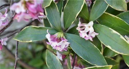 瑞香花的花语与含义——美丽、纯洁与希望（瑞香花的花语）