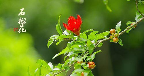 石榴花语与寓意（揭开石榴花开的奥秘）