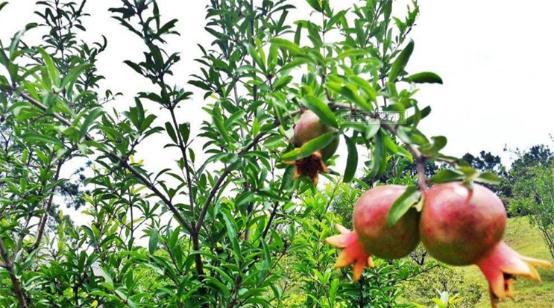 石榴树冬天栽种可行性分析（冬季种植技巧及注意事项）