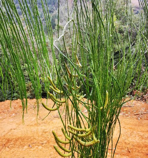 石松植物（揭秘石松的生态环境及生长习性）