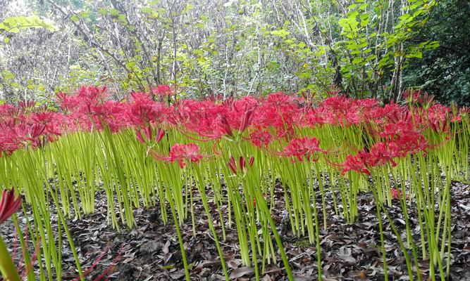 石蒜花的花期及其特点（探究石蒜花的开花时间和生长习性）