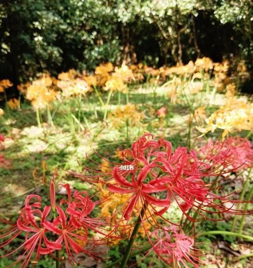 石蒜花的颜色是什么（探寻石蒜花的花色特征）