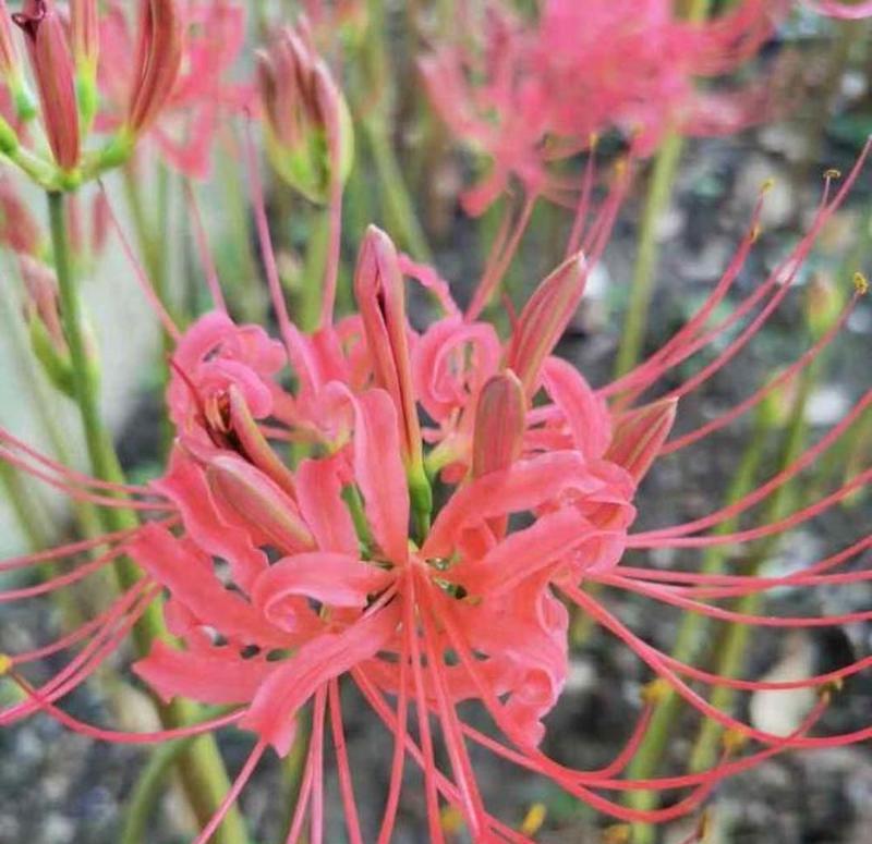 石蒜科球根花卉大全（探索美丽的球根花卉世界）