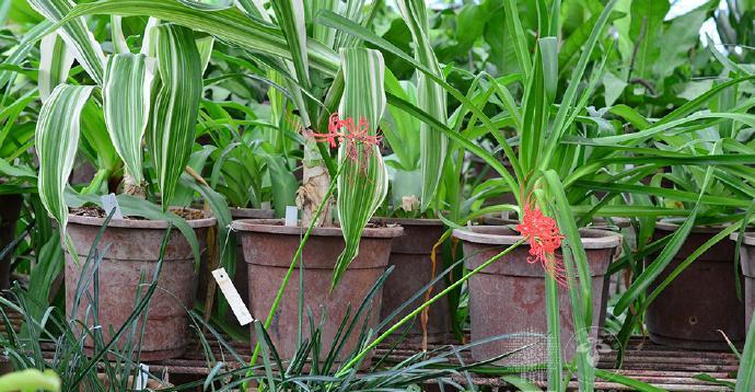 石蒜如何养长（石蒜种植技巧大揭秘）