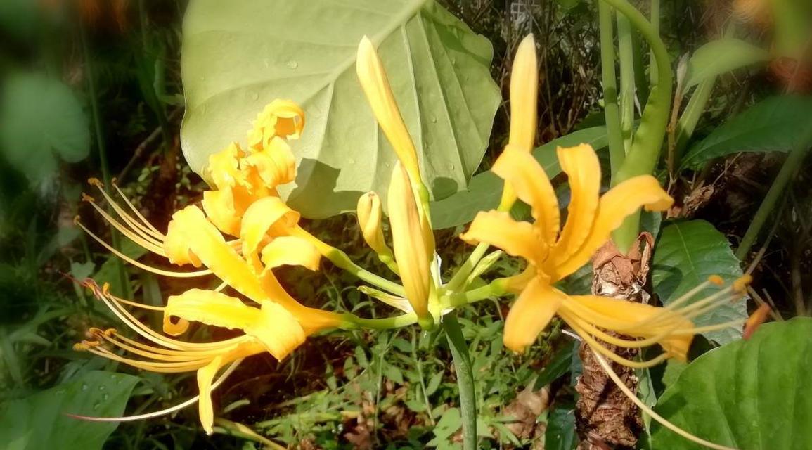 石蒜子的开花时间及特点（探究石蒜子的花期和花朵特征）