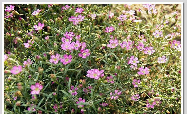 石竹科花卉——芬芳盛放的花海（探秘石竹科花卉的魅力与品种）