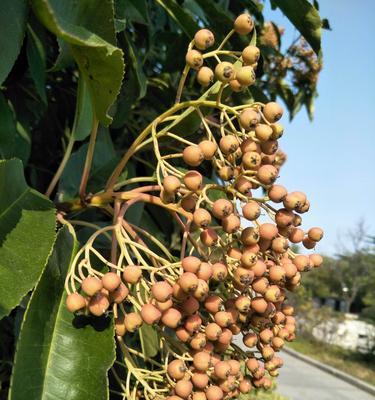 石楠果实有毒吗（石楠果实是否适宜食用）