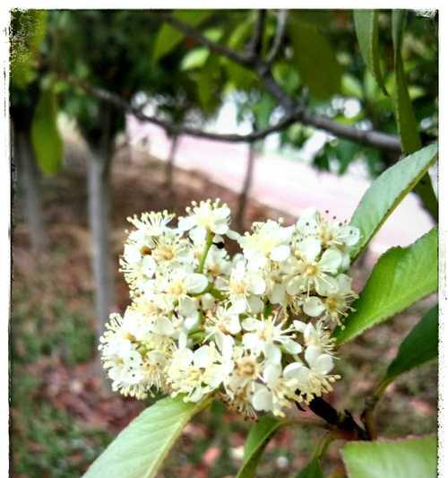 石楠花的芳香之谜（揭秘石楠花气味的成分和特点）