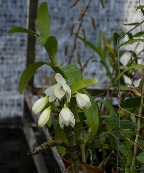 石斛花的养护和种植技巧（简单易行的石斛花养护方法）