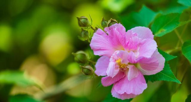 芙蓉花的花语与寓意——美丽与坚韧并存（从芙蓉花的花语和寓意看人生与情感）