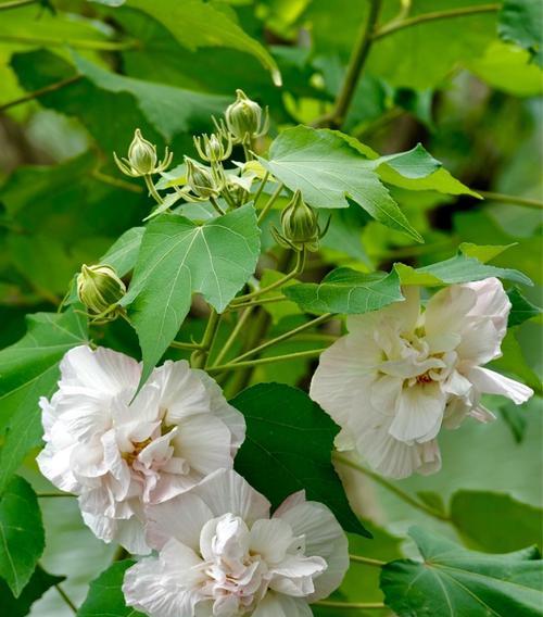 芙蓉花的花语与代表意义（探寻芙蓉花背后的意义）