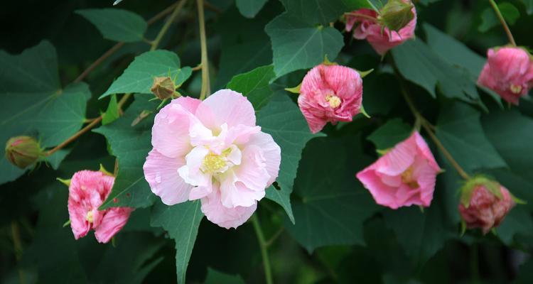 芙蓉花的象征意义（芙蓉花与中国传统文化的独特联系）