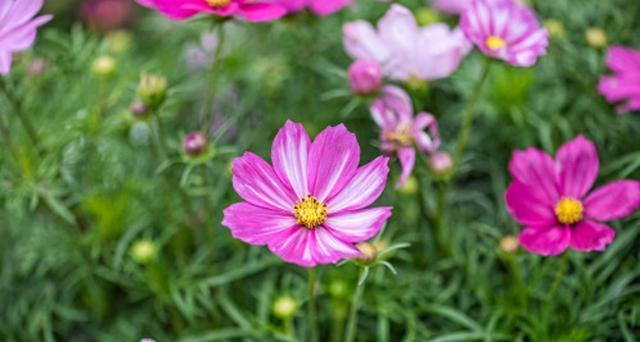 格桑花花语（探寻格桑花的象征与寓意）