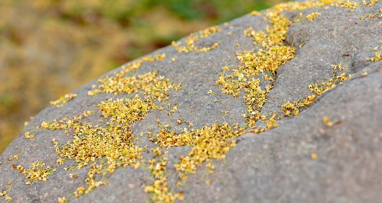 四季桂花的美丽寓意与象征意义（四季桂花的四季芬芳）