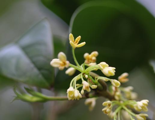 桂花的花语意义（馨香四溢）