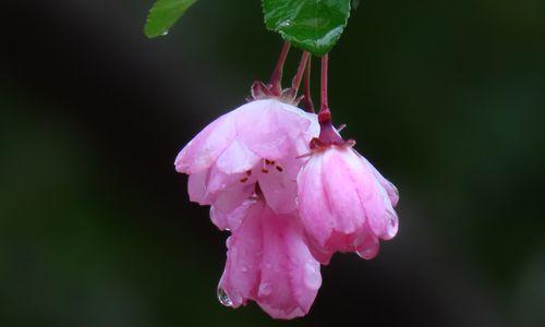 海棠花的象征意义及文化传承（倾情海棠蕴含红颜）