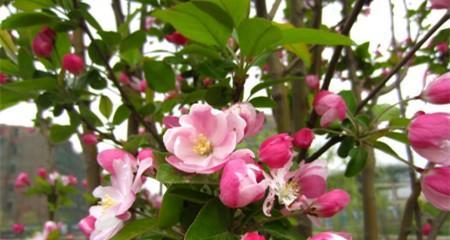 海棠花的花语与寓意（探索海棠花的象征与意义）