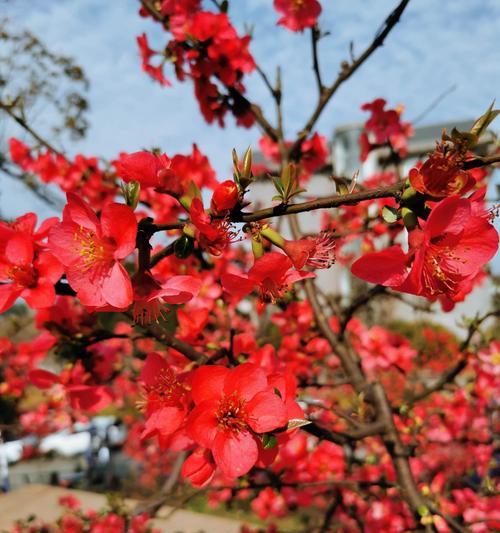 海棠花开（以海棠花开的代表寓意）