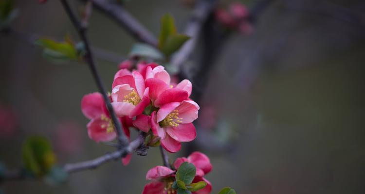 海棠花语与寓意（一朵花的情感与象征）