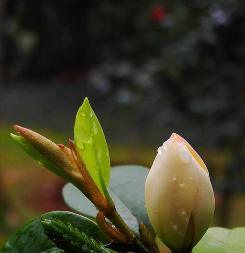 含笑花的美丽与寓意（传递快乐与希望的花朵）