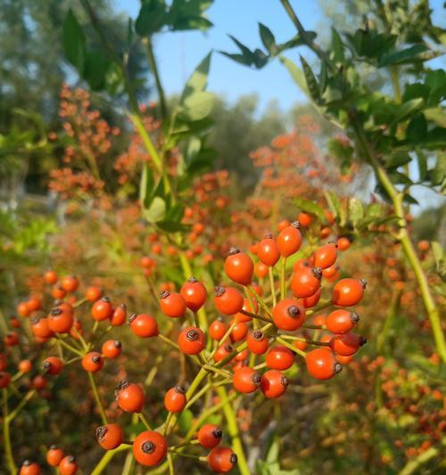 红豆采摘季节剖析（从种植到收获）