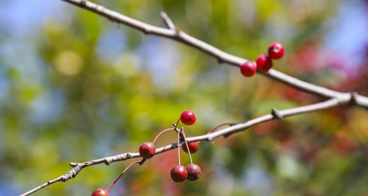 红豆种植月份及技巧（从春季到秋季）