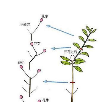 红豆杉盆景修剪方法（打造优美盆景）