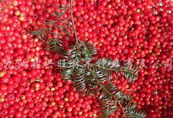 红豆杉种子的种植技巧（从选购到培育）