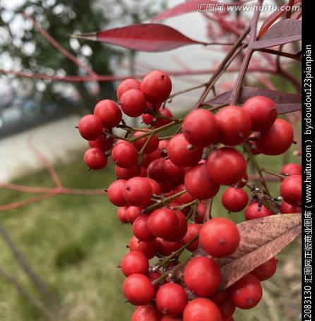 红豆的种植与利用（从品种选择到产品制作）