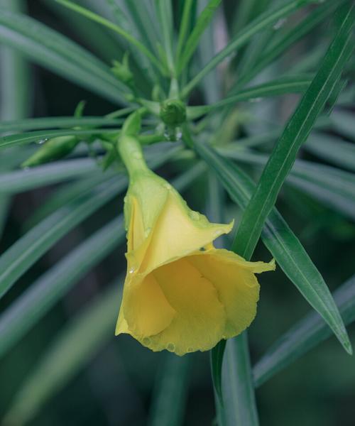 夹竹桃的花语与寓意（揭开夹竹桃的神秘面纱）