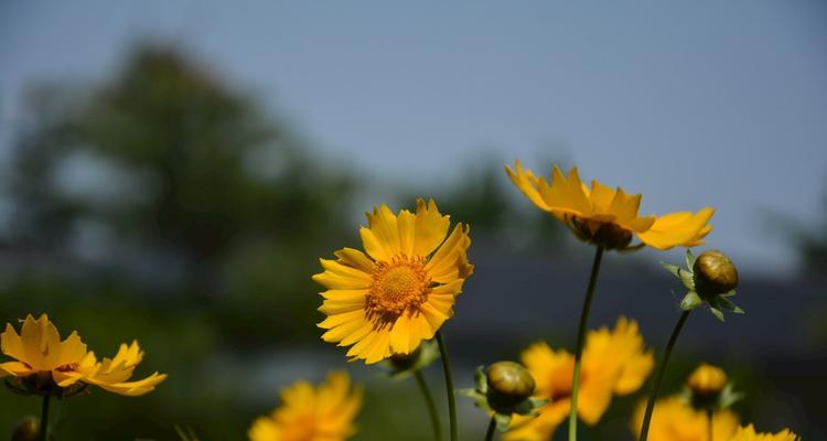 金鸡菊花语（探索金鸡菊的花语与象征意义）