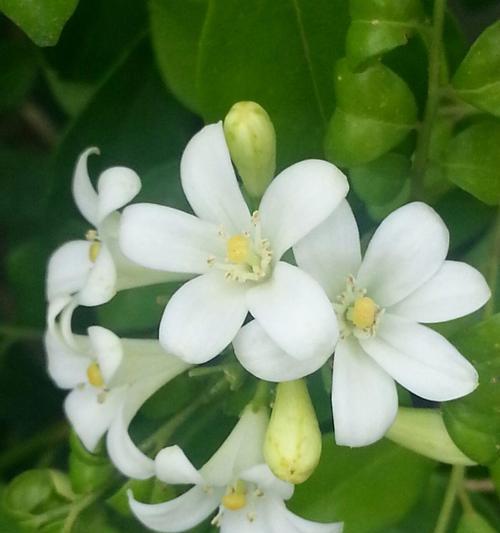 九里香花语的美丽与寓意（沉香之美）