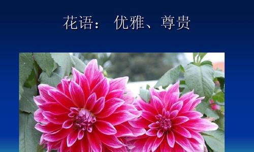 菊花的象征意义与花语（一朵花中的坚韧与坚毅）