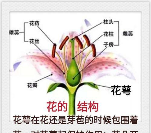 洋甘菊喜阳还是喜阴（喜阳擅长生长还是喜阴成就更佳）