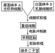 洋甘菊种子的种植方法（简单易学）