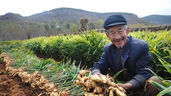 洋姜的种植时间和季节选择（农民必读的种植宝典）