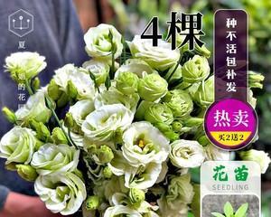 洋桔梗——多年生美丽花卉（介绍洋桔梗的特点）