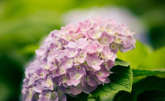 盛夏之美——洋绣球花和天竺葵的优雅芳香（探秘花中仙子的优美风姿和历史渊源）