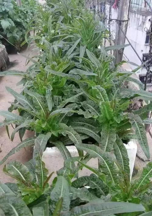 阳台种菜施肥指南（打造丰收有技巧）