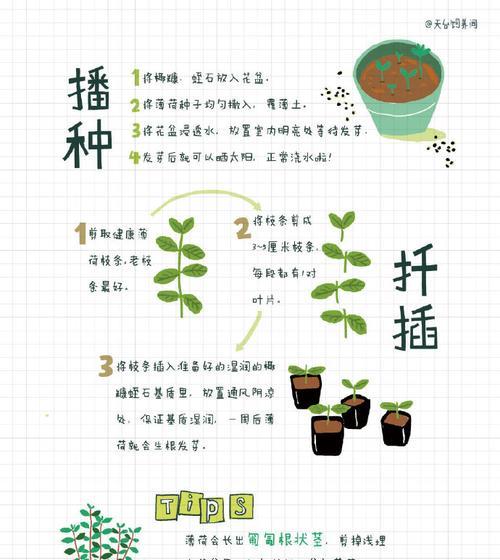 阳台种植菠萝的时间和方法（打造城市中的热带果园）