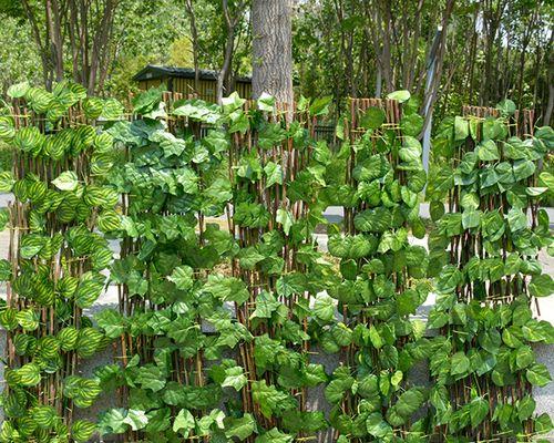 阳台种植爬山虎的时间和方法（快速上手）