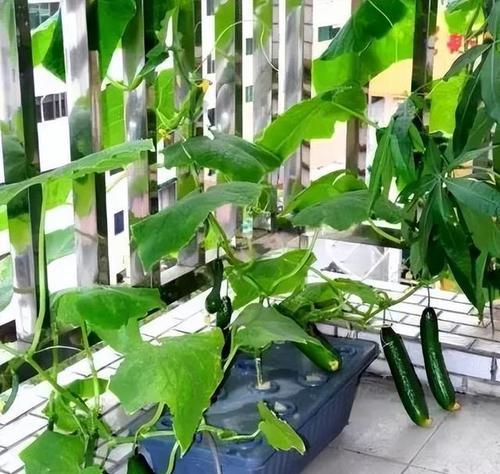 阳台种植蔬菜，让生活更健康（时间、方法步骤全解析）