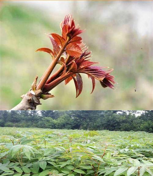 阳台种植香椿的时间和方法（打造居家美食）