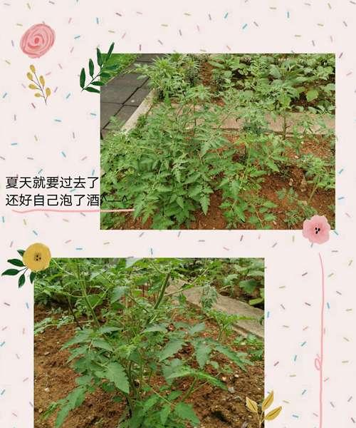 阳台种植小番茄，让你在城市里也能享受自家蔬菜（阳台种植小番茄的时间）